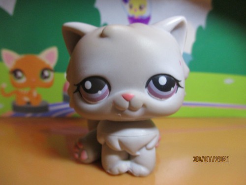 Petshop chat persan 263 - petshop,