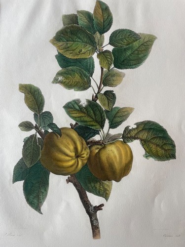 Gravure aquarellée beau - gravure,