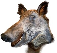 Imposant Trophée De Chasse Tête De Sanglier Taxidermie cabinet de curiosité