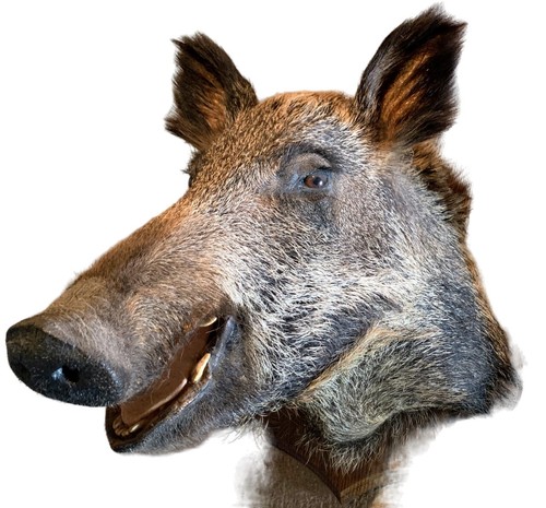 Imposant trophée chasse - imposant,