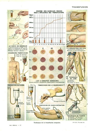 Cabinet curiosité anatomie - curiosité,