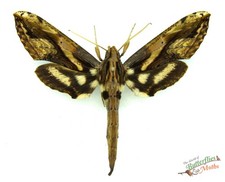 Xylophanes Ceratomioides Hawk Sphinx Moth Ensemble x1 A1- Entomologie Spécimen