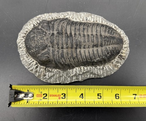 Large trilobite fossil from - large,