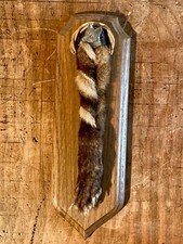 Patte de renard - trophée / chasse / cabinet de curiosités - taxidermie