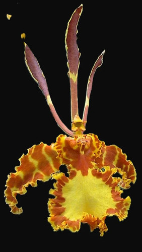 Psychopsis mendenhall - psychopsis, 'mendenhall