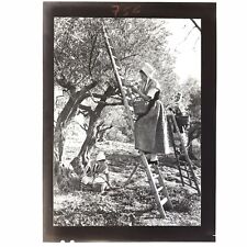 Ancienne Photo Provence Oléiculture Cueillette Olive Costume provençal comtadin