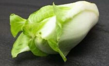 PAIN DE SUCRE CHICORÉE