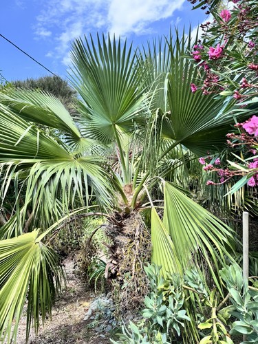 Brahea edulis - (guadalupe, palm)