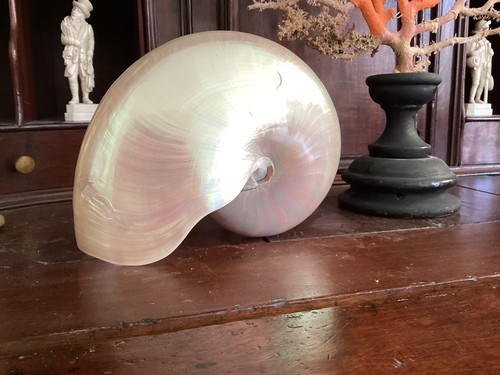 Très gros coquillage nautile - ,