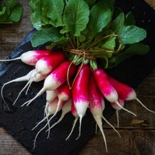 Lot De 200 Graines De Radis