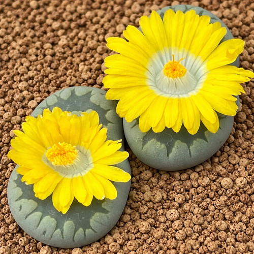 Lithops otzeniana var
