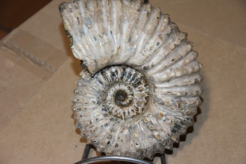 Grande ammonite douvilleiceras - grande,