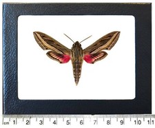 Hippotion celerio pink white