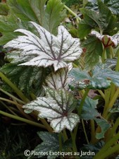 Begonia Metallic Mist - 1 plant