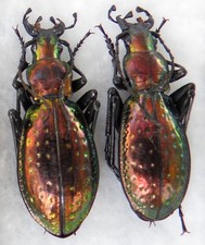 Entomologie coléoptères C.Chrysotribax rutilans ssp.rutilans