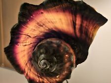  Grand coquillage, Turbo