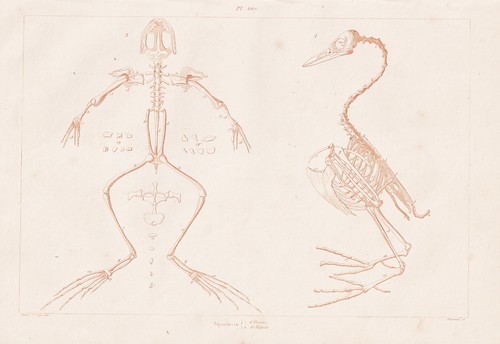 Squelette oiseaux réptiles - squelette, d'oiseaux