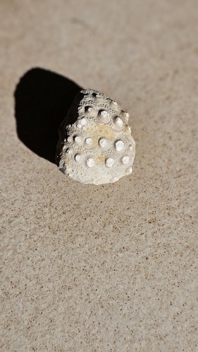 Fossile oursin coquillage - fossile,