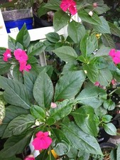 Impatiens balsamina rare - impatiens,