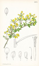 Genista Januensis Balkan Fleur