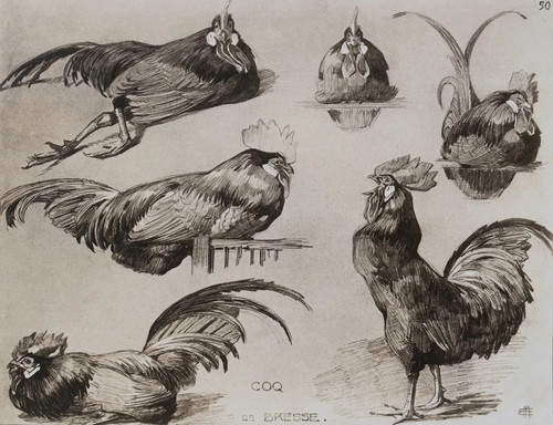 Mathurin meheut le coq - mathurin,