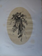 GRANDE Litho PLANCHE BOTANIQUE