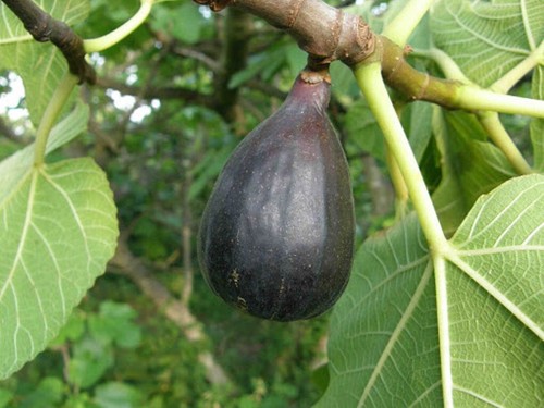 Ficus carica noire de - carica,