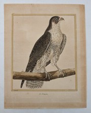 Gravure originale – rapace