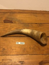 Hill Country Cow horn large