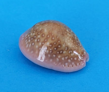 Cypraea poraria 18,8 mm Gem