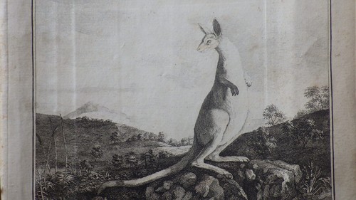1770 quadrupede nommé - 1770.quadrupede,