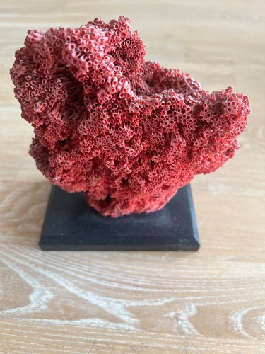 Corail rouge collection - corail,