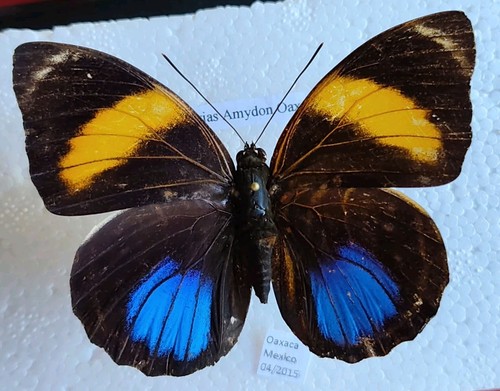 Agrias amydon oaxacata - agrias,