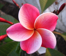 3 graines FRANGIPANIER ROSE ET