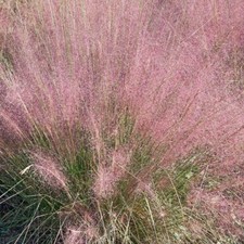 Herbe d'amour Eragrostis spectabilis 1L - Extrêmement résistant à la sécher