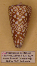 Conus (Eugeniconus)