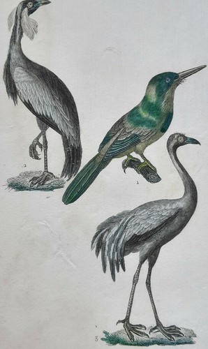 Jacamar grue demoiselle - jacamar,