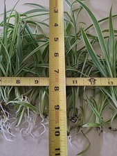 6 PCS  Spider Reverse