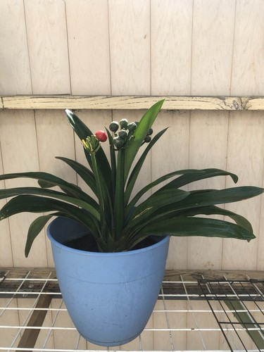 Clivia miniata bush - clivia,