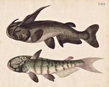 Poisson Poissons Géhorné