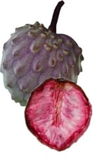 Annona diversifolia Maya-Rahmapfel, 3 graines fraîches+ CADEAU