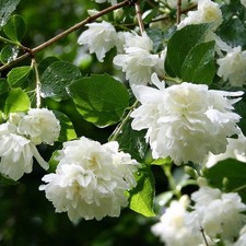 Philadelphus virginalis