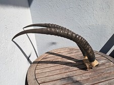 Massacre d'antilope sable ; Hippotrague noir ; Hippotragus niger