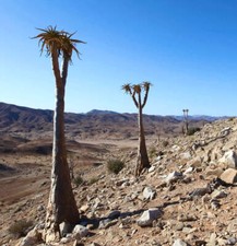 Aloidendron pillansii (syn