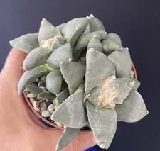 Ariocarpus Retusus Sp. Multi Heads  Kakteen Caudex Agave Plante Succulent Cactus