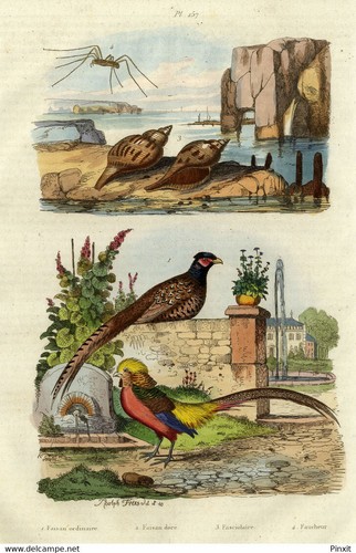Histoire naturelle faisan - histoire,
