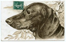 Teckel . Cpa portrait