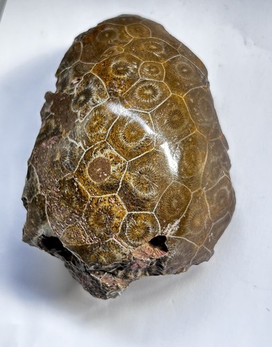 Corail fossile
