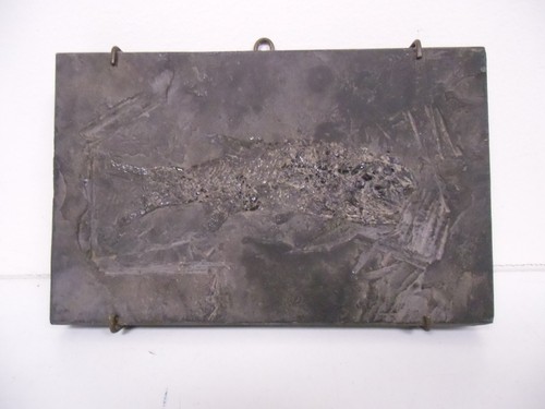 Poisson fossile jurassique - poisson,