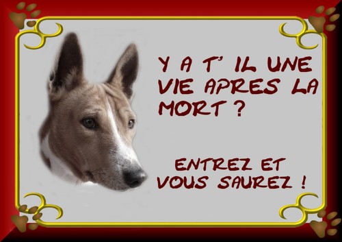 Plaque garde basenji - garde,